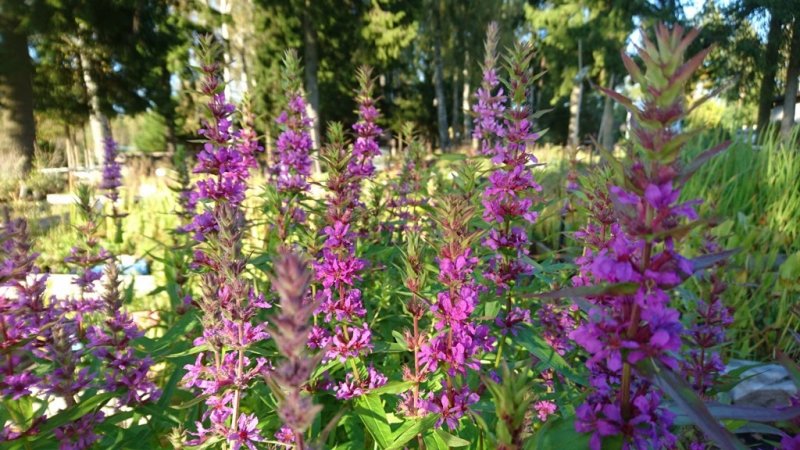 Lythrum salicaria Дербенник иволистный